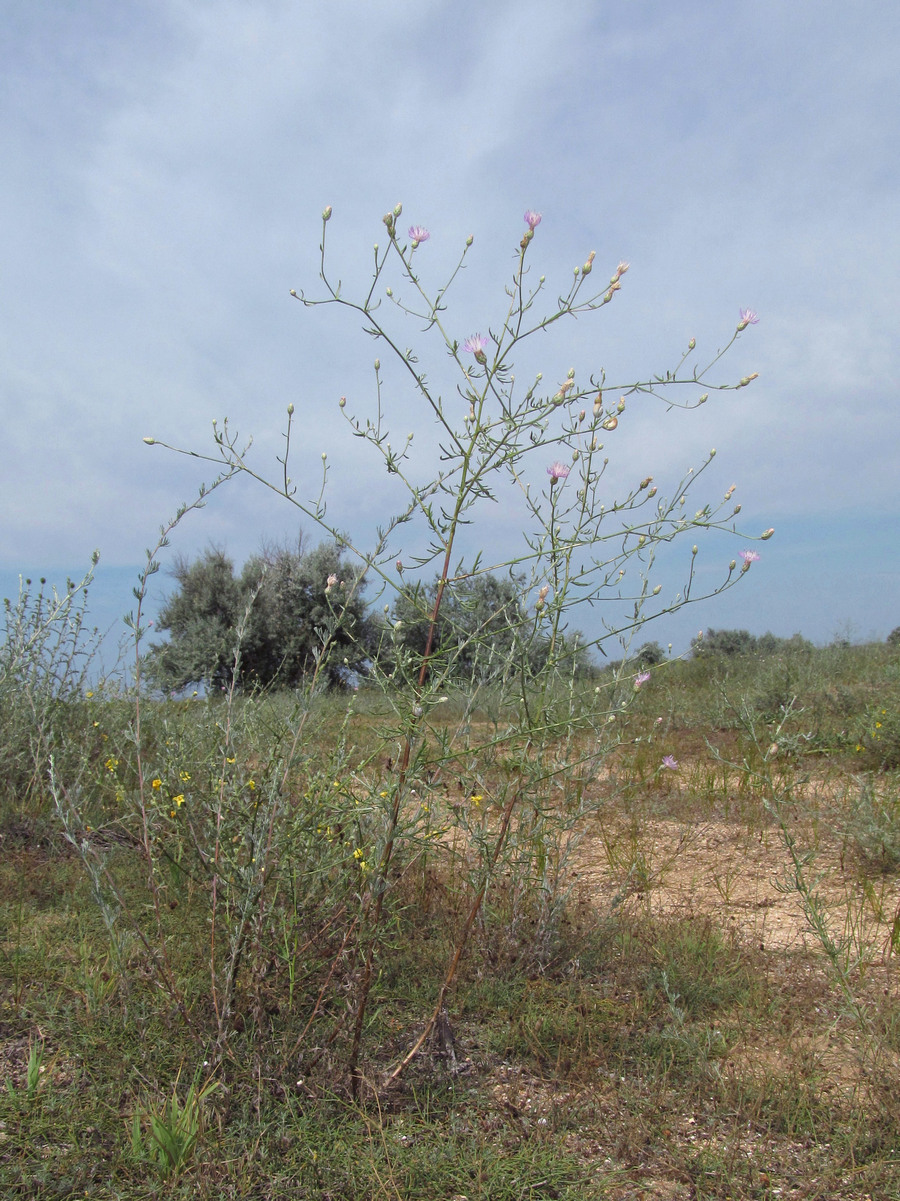 Image of Centaurea odessana specimen.