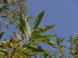 Salix udensis