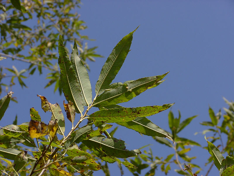 Изображение особи Salix udensis.