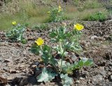 Glaucium flavum