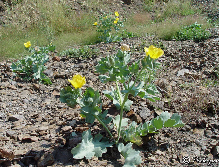 Image of Glaucium flavum specimen.