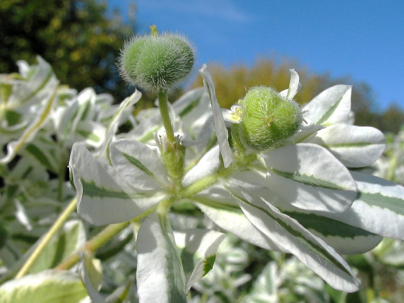 Image of Euphorbia marginata specimen.