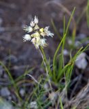 Allium stellerianum. Цветущее растение в степи. Хакасия, Усть-Абаканский район, окр. с. Биджа. 13.08.2009.