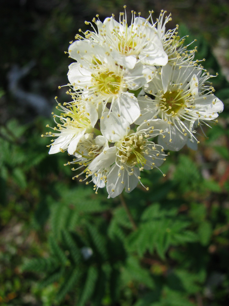 Image of Sorbaria grandiflora specimen.