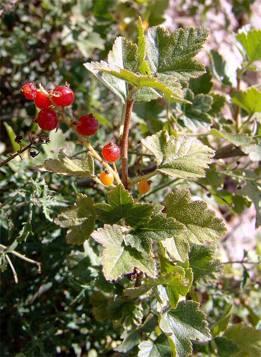 Изображение особи Ribes orientale.