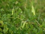 Vicia pisiformis. Побег с плодами. Белгородская обл., окр. пос. Борисовка, Острасьев Яр, остепнённый луг у опушки байрачного леса. 30.06.2009.