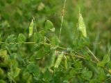 Vicia pisiformis. Побег с плодами. Белгородская обл., окр. пос. Борисовка, Острасьев Яр, остепнённый луг у опушки байрачного леса. 30.06.2009.