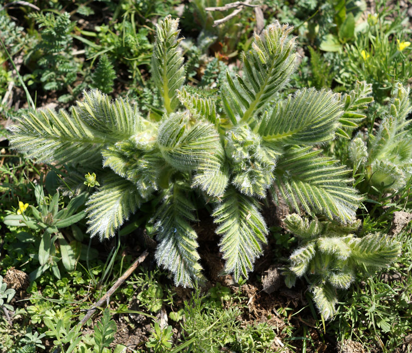 Image of Astragalus sieversianus specimen.