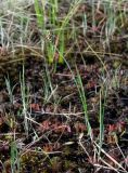 Carex limosa
