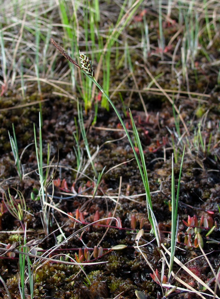 Изображение особи Carex limosa.