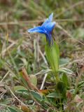 Gentiana verna subspecies balcanica. Цветущее растение. Черногория, нац. парк Дурмитор, к северу от г. Жабляк, используемая под выпас каменистая горная степь. 15.10.2014.