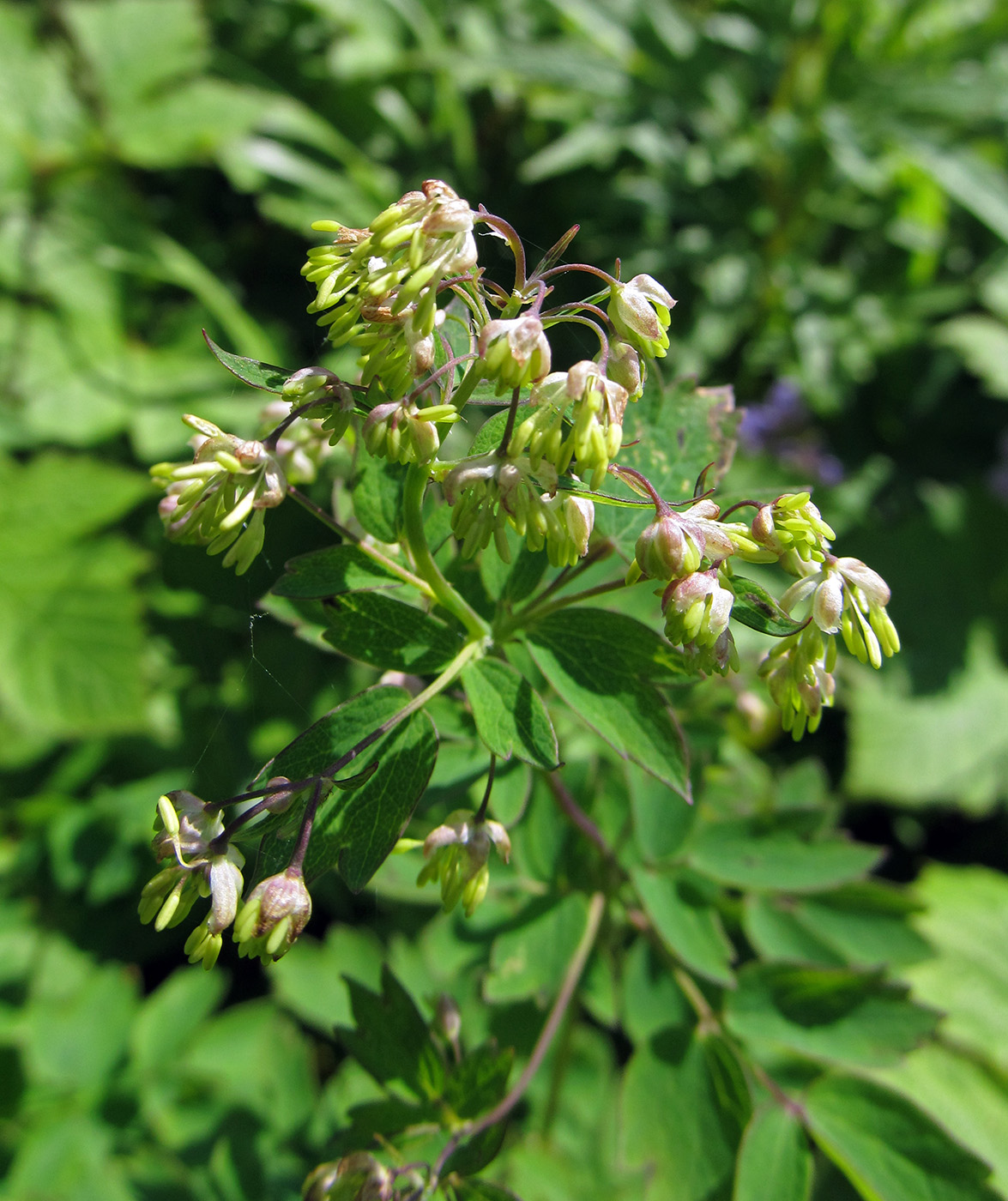 Image of Thalictrum minus specimen.