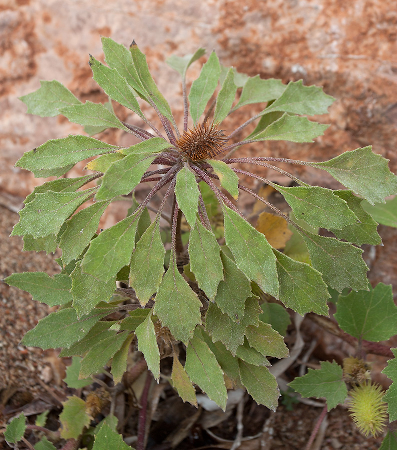 Изображение особи Xanthium orientale.