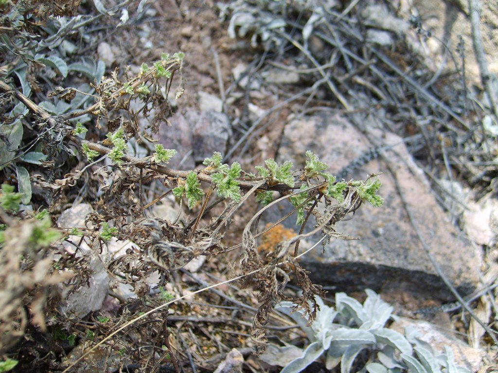 Изображение особи Artemisia stechmanniana.