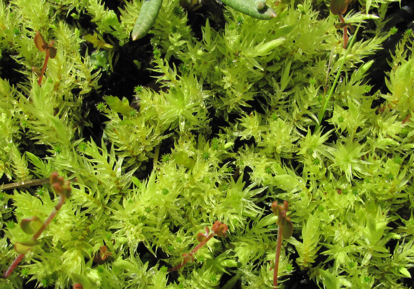 Image of Aulacomnium palustre specimen.