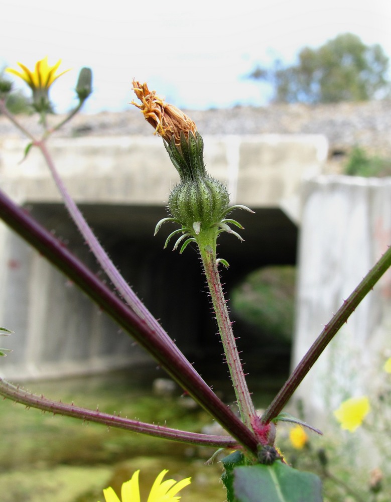 Image of Picris hieracioides specimen.