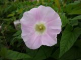 Calystegia spectabilis. Цветок и листья. Архангельская обл., Вельский р-н, свалка. Август 2009 г.