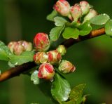 Chaenomeles japonica