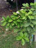 Ixora finlaysoniana. Ветви цветущего кустарника. Таиланд, остров Тао, в культуре. 28.06.2013.