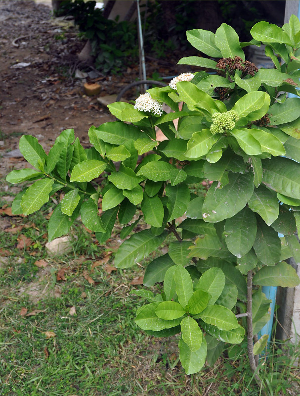 Image of Ixora finlaysoniana specimen.