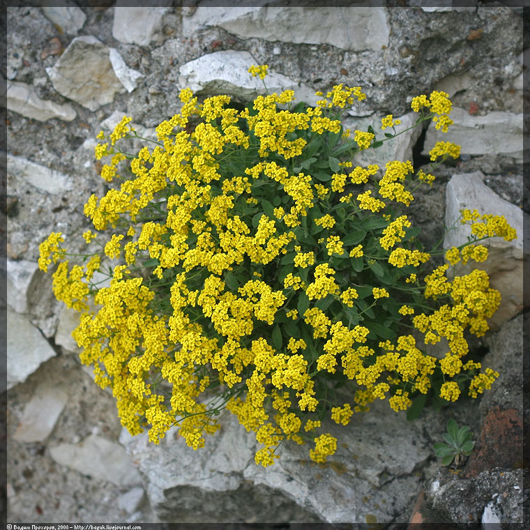 Изображение особи Aurinia saxatilis.