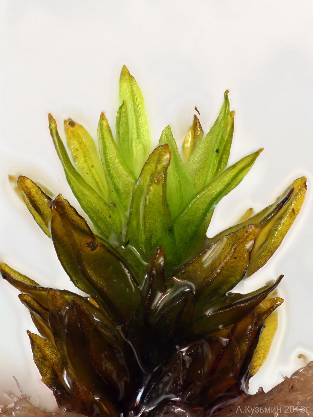 Image of Orthotrichum anomalum specimen.