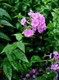 Phlox paniculata