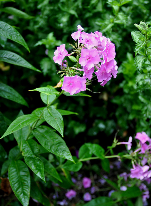 Image of Phlox paniculata specimen.