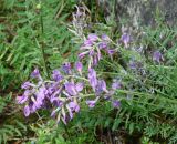 Oxytropis coerulea. Верхушки цветущих растений. Бурятия, Тункинский р-н, окр. пос. Аршан. 18.07.2014.