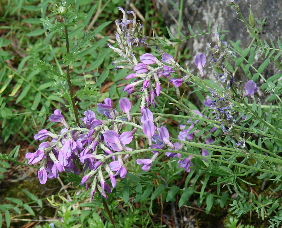 Изображение особи Oxytropis coerulea.