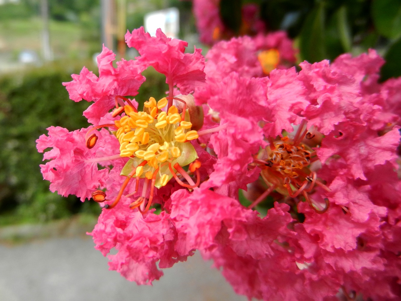 Изображение особи Lagerstroemia indica.