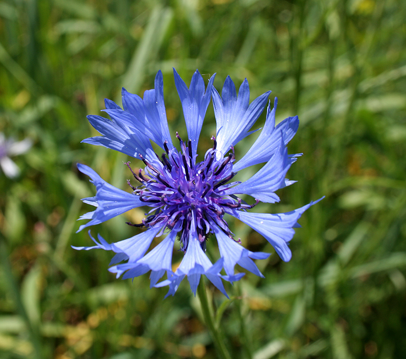 Image of Centaurea cyanus specimen.