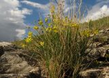 Haplophyllum dauricum