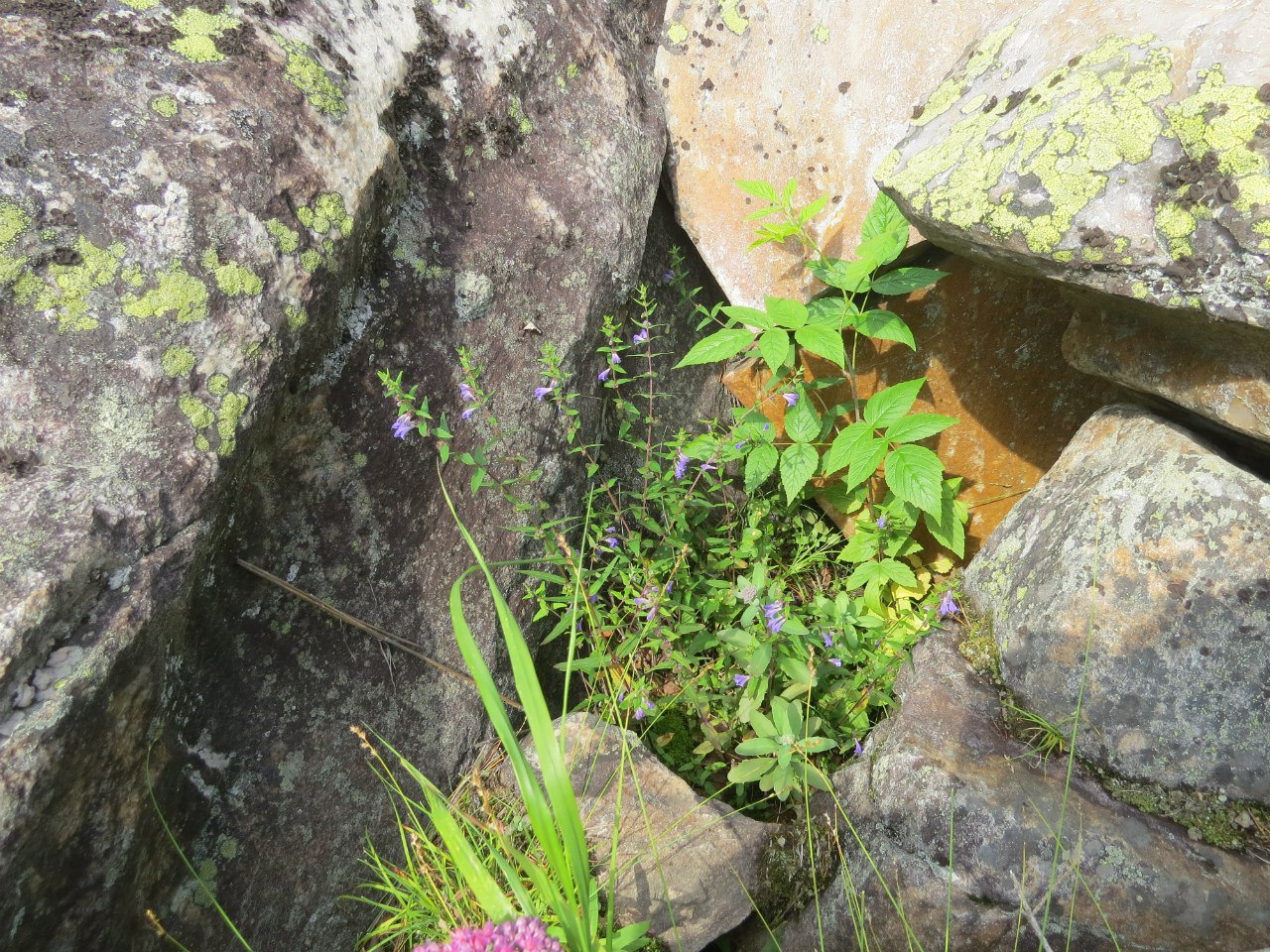 Image of Scutellaria galericulata specimen.