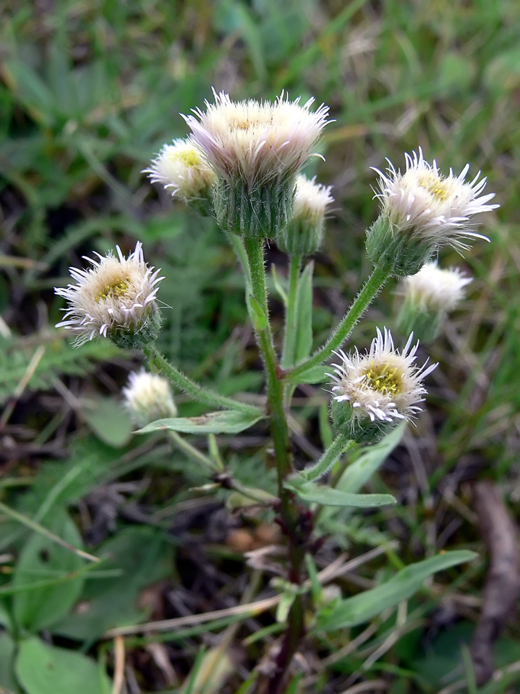 Image of Erigeron acris specimen.