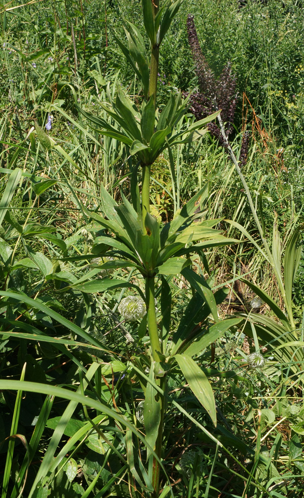 Изображение особи Lilium pilosiusculum.