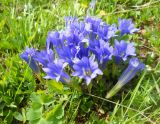 Gentiana grandiflora