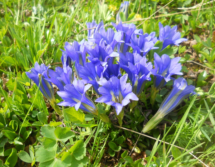 Image of Gentiana grandiflora specimen.