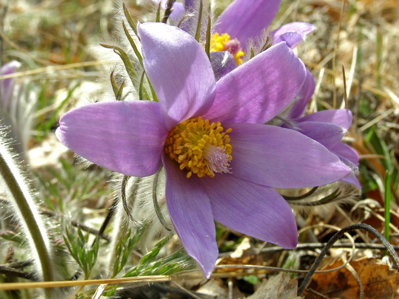 Image of Pulsatilla turczaninovii specimen.