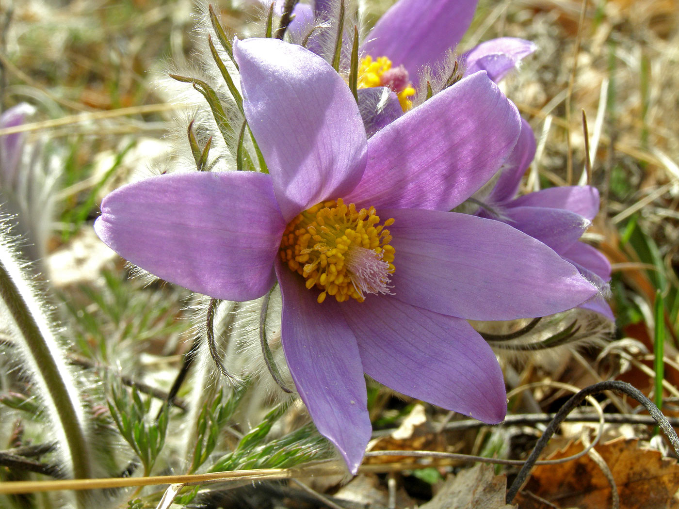 Изображение особи Pulsatilla turczaninovii.