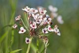 Butomus umbellatus