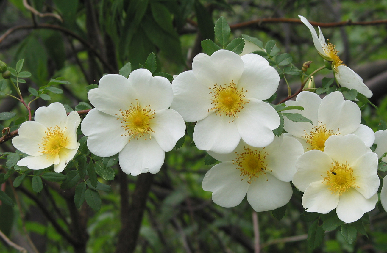 Image of Rosa spinosissima specimen.