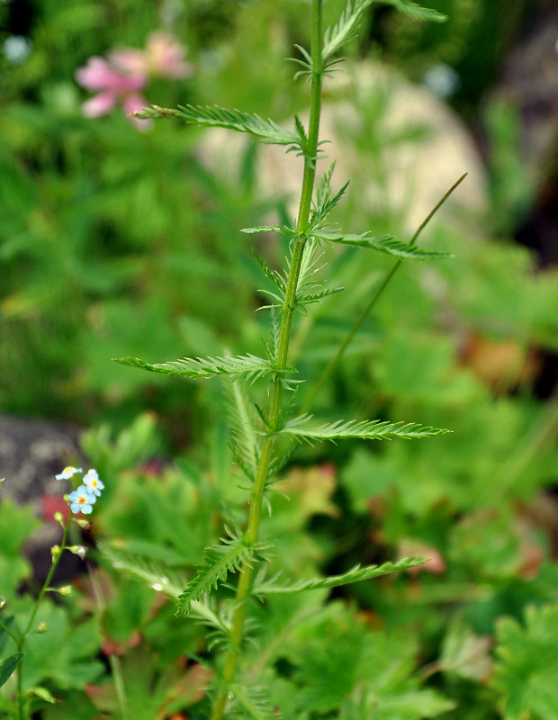 Изображение особи Achillea ledebourii.