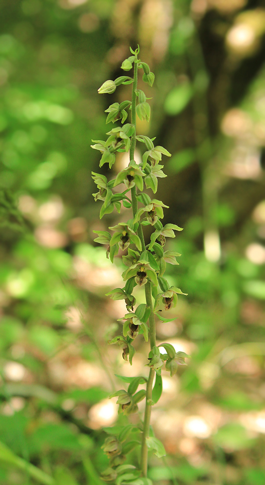 Image of Epipactis condensata specimen.