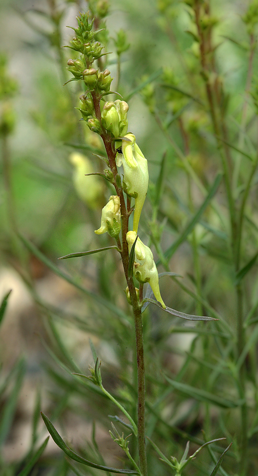 Изображение особи Linaria vulgaris.