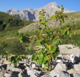 Betula pendula