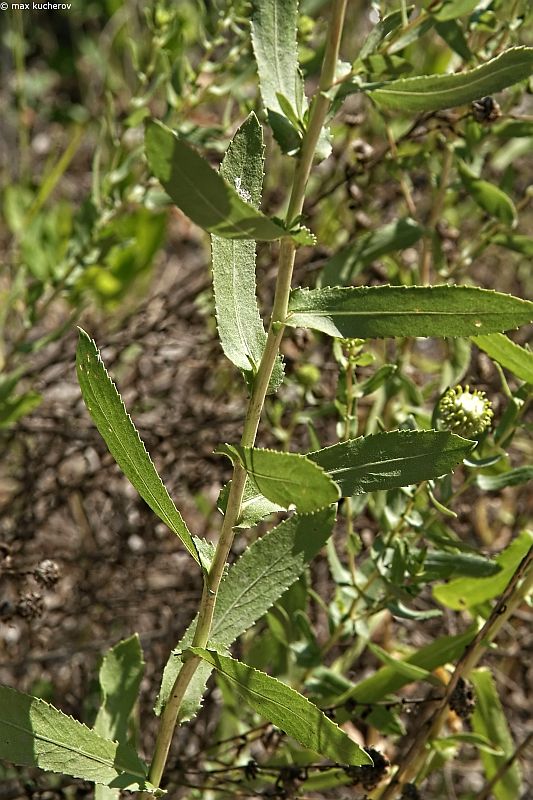 Image of Grindelia squarrosa specimen.