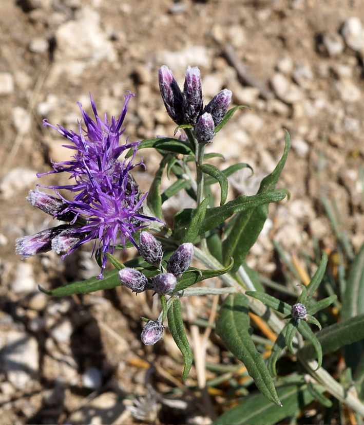 Image of Saussurea salicifolia specimen.