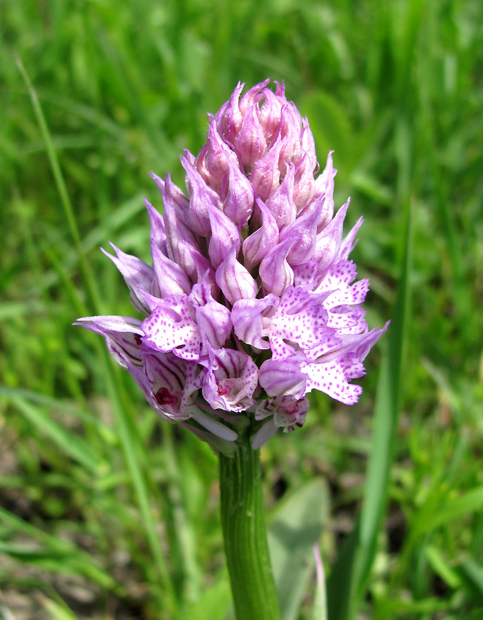 Image of Neotinea tridentata specimen.