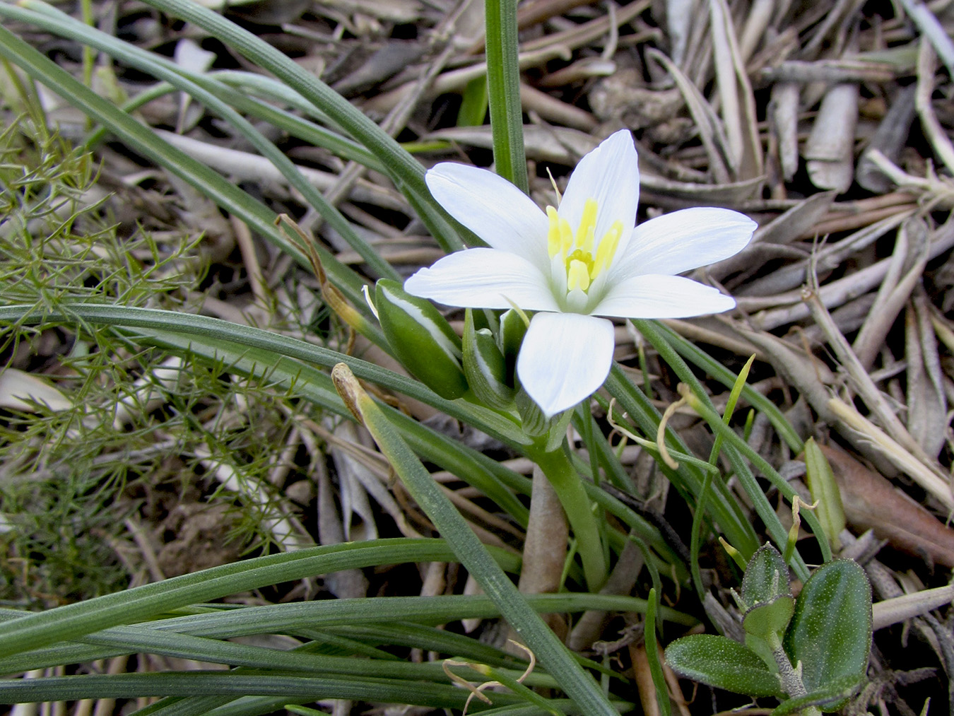 Image of Ornithogalum divergens specimen.